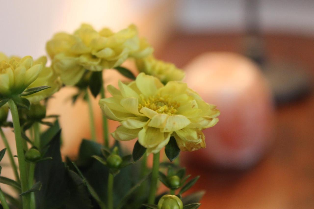 Apartment Ajda Udbina エクステリア 写真